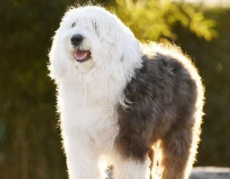 古代英国牧羊犬，你想养吗？