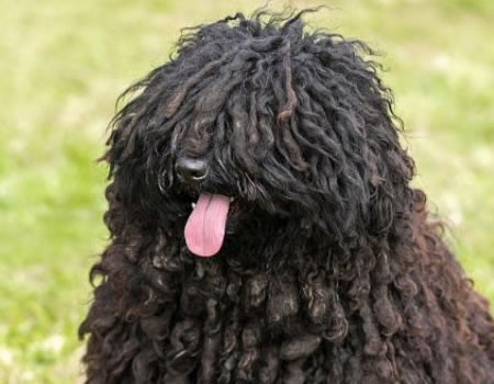 想知道波利犬为什么禁养？