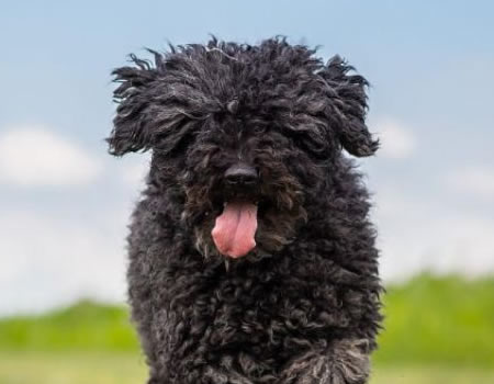 教你怎样辨别波利犬