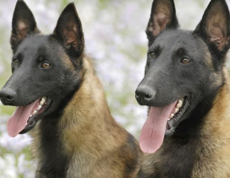 马林诺斯犬——自带安全感十足的狗狗