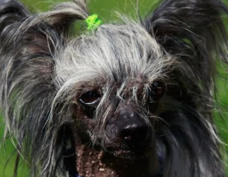 活该多人养！冠毛犬的这些优点太惹人爱了