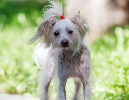 中国的世界名犬——冠毛犬