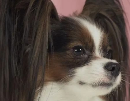 要经常美容的四大狗狗