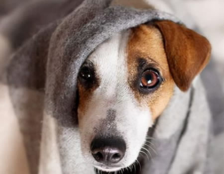 最怕冷的四种狗狗，你都知道吗？