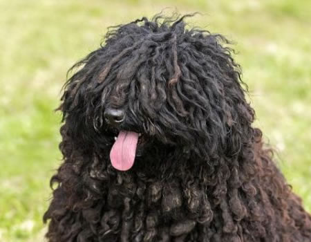 想知道波利犬为什么禁养？