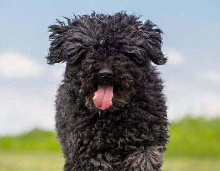 教你怎样辨别波利犬