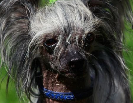 冠毛犬的这些优点太惹人爱了