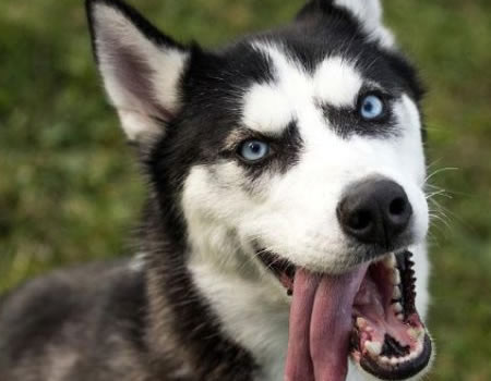 了解之后，你还会养哈士奇吗？