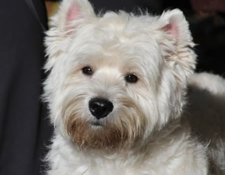 西高地白梗—精致的小型犬种