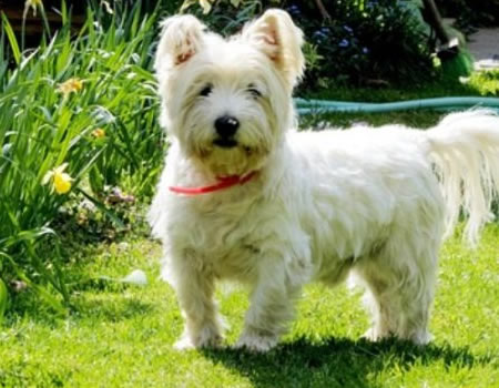 西高地白梗适合喜欢户外活动的你