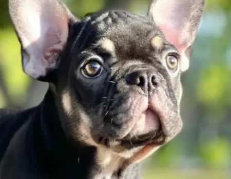 关于斗牛犬那些你不得不知道的事情