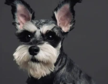 雪纳瑞到底有多好养？