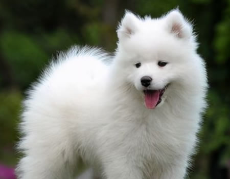 微笑天使萨摩耶