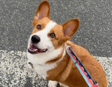 柯基的五大优点