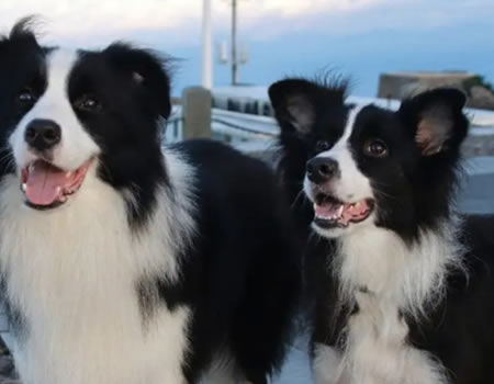 边境牧羊犬的优缺点