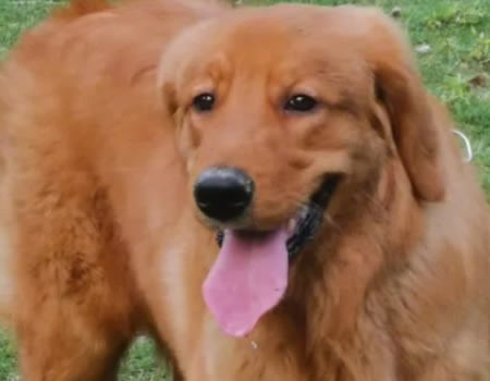 金毛这么养又大又壮，铲屎官必看