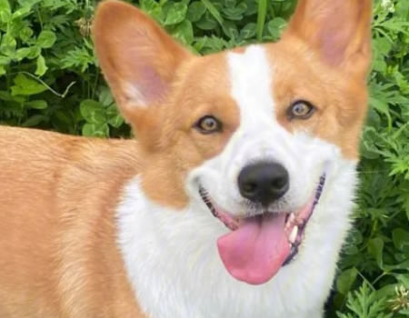 注意！养柯基需要注意以下四点