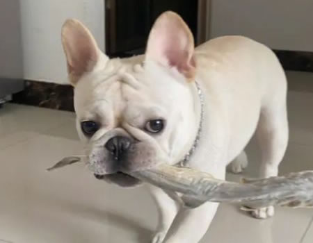 带你了解法斗的优缺点