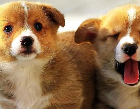 给狗狗喂药的四个好方法