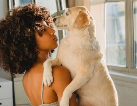 拉布拉多犬的日常护理推荐