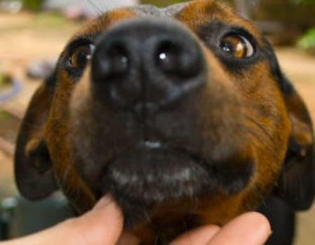 拉普猎犬的狩猎技能