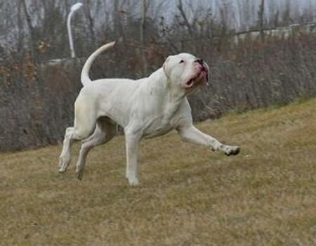 怎样喂好杜高犬 分析饲养杜高犬的几个方面