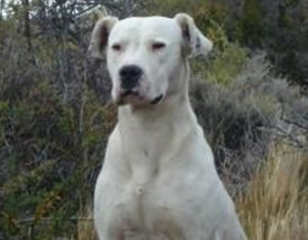 列举杜高犬的饲养工作中常见的几个问题