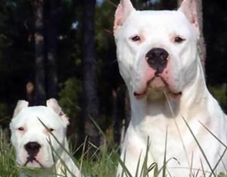 狗狗饮食篇 如何挑选杜高犬的狗粮