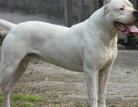 预防“翻肠子” 幼龄杜高犬驱虫的简单方法