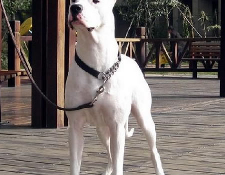 造成杜高犬消化不良的原因和解决办法