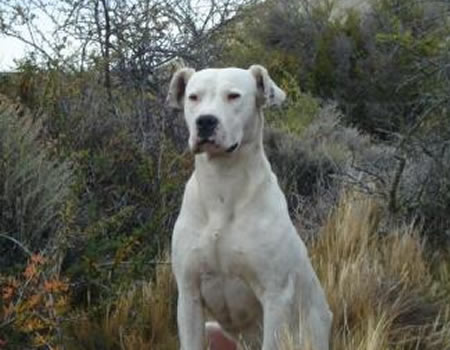 列举杜高犬的饲养工作中常见的几个问题