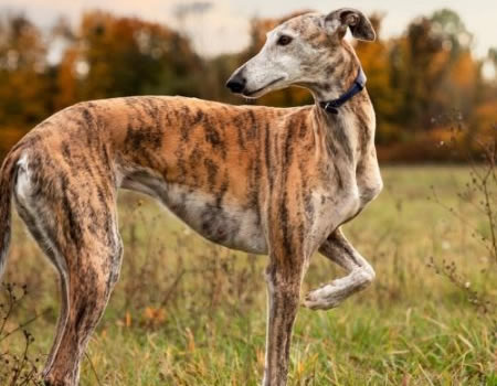 拉普猎犬的家庭与环境适应