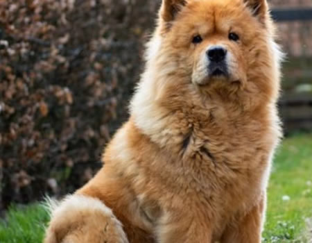 理解并满足你松狮犬的情感需求