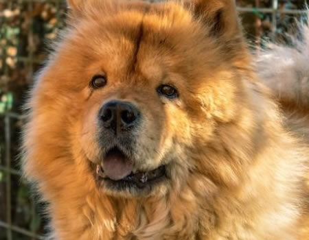 松狮犬种的传奇故事