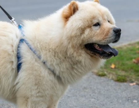 如何传承并发扬松狮犬的优秀品质与特性