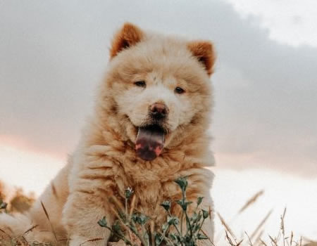 如何让你的松狮犬成为忠诚的伙伴