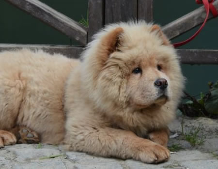 打造出你松狮犬的时尚形象