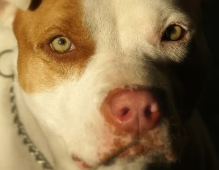 了解斗牛犬的健康问题与常见疾病