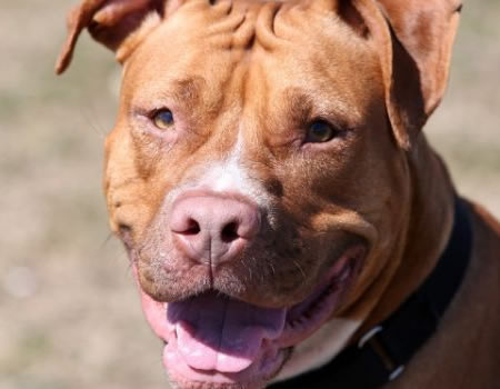 斗牛犬：值得拥有的宠物伴侣