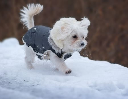 如何训练一只马尔济斯犬