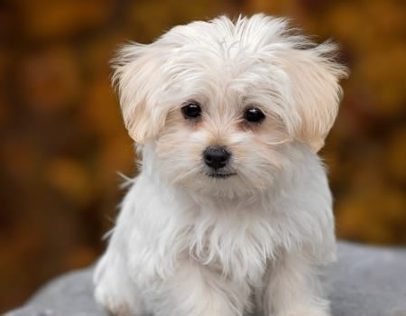 马尔济斯犬的健康护理指南