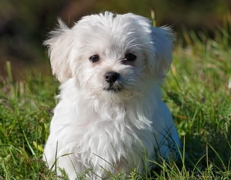 马尔济斯犬的美容秘诀和日常护理技巧