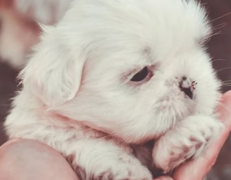 西施犬日常护理要点