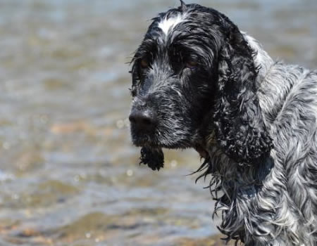 如何给你的英国可卡犬做好清洁和美容