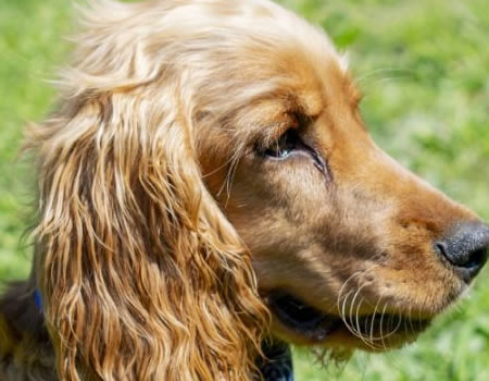 培养一只快乐的英国可卡犬