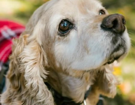 英国可卡犬的日常饮食