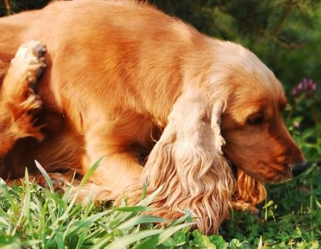 如何与英国可卡犬相处