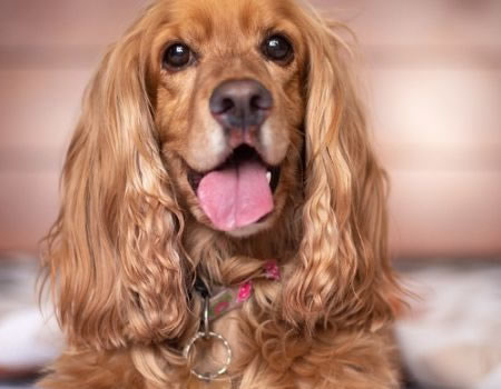 如何让你的英国可卡犬保持健康