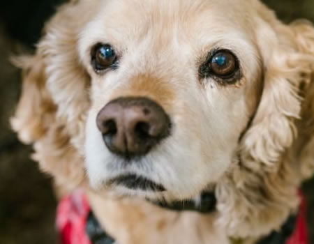 英国可卡犬的日常医疗保健