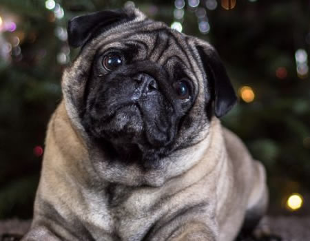 巴哥犬的品种特点和历史